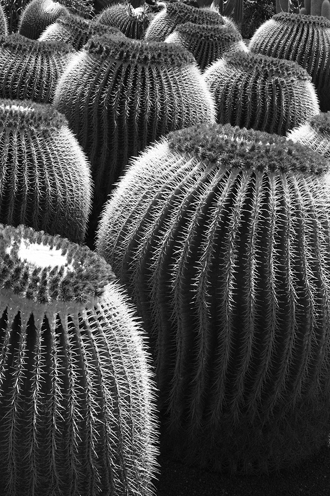 004 Cactus Lanzarote